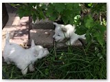 Purple & Blue Playing in the Garden at 8 Weeks